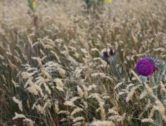 Panorama image of thistles owl and noticeboard
